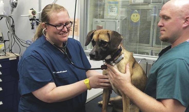 Vets attending to a dog